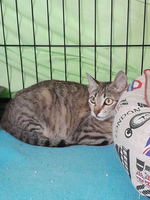 Gata Júnior para adoção consciente