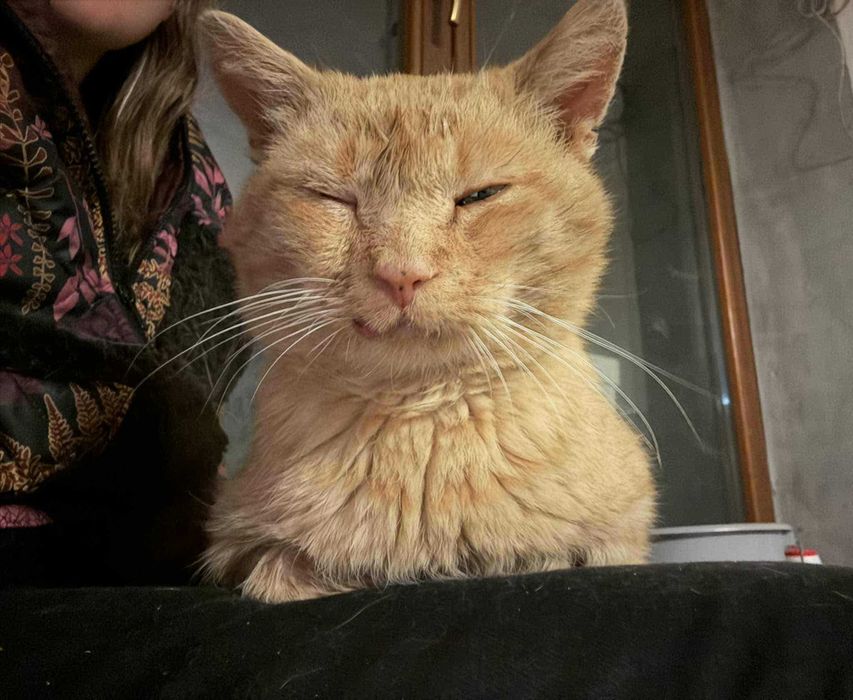 Rudolf – 9-letni Weteran Szos o Sercu z Masła szuka Przystani