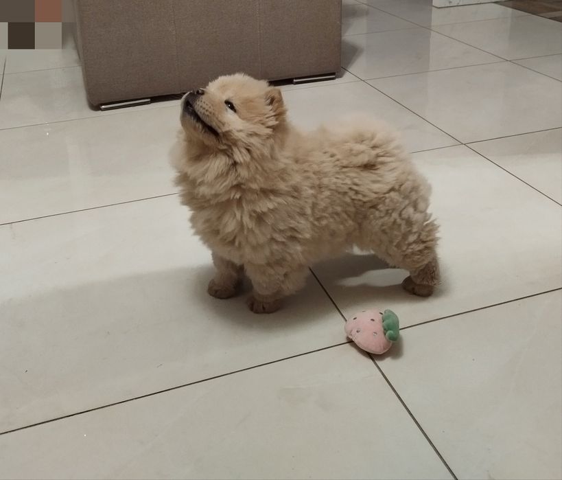 Chow Chow szczeniak