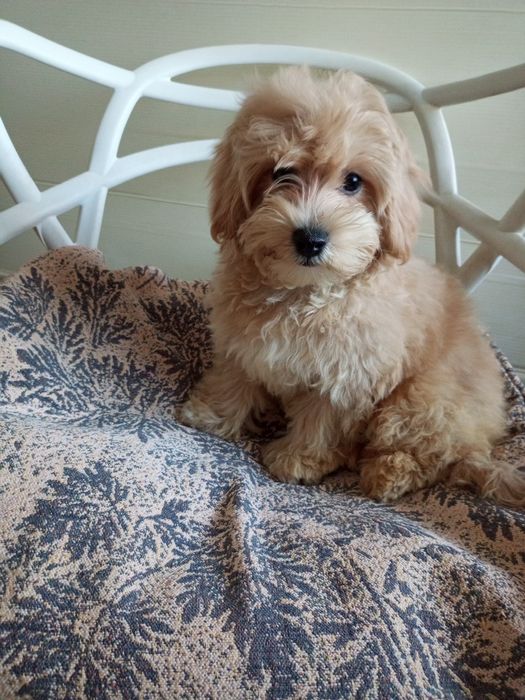 Красунчик Лакі- F1 Малтіпу.