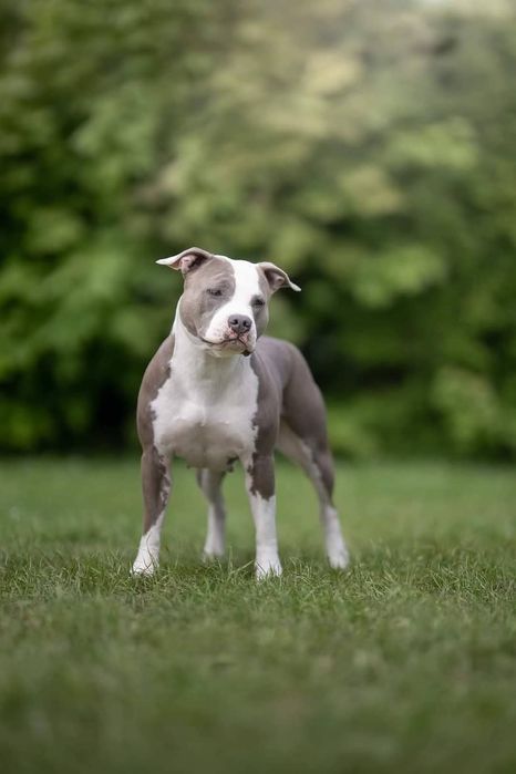 amstaff ZKwP FCI
