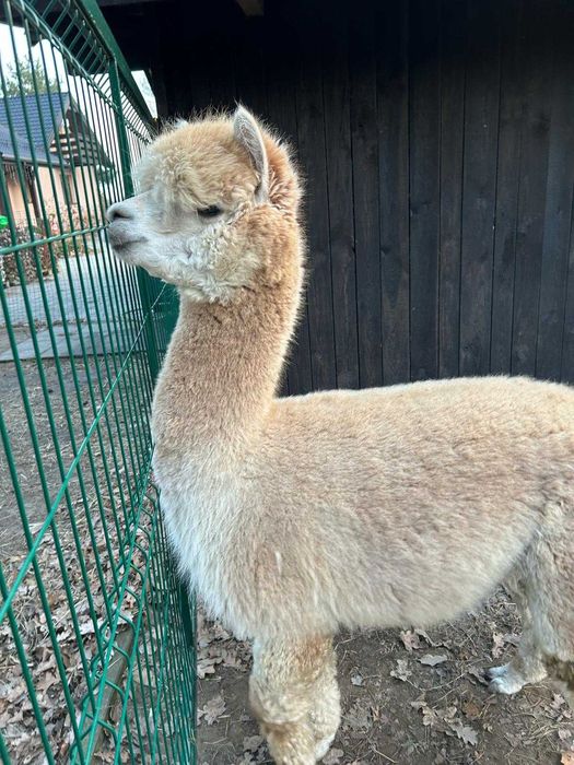 Aplaki 2 Samice i Samiec