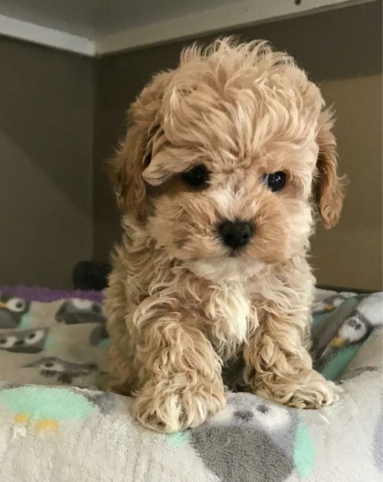 Мальтипу супер міні преміум