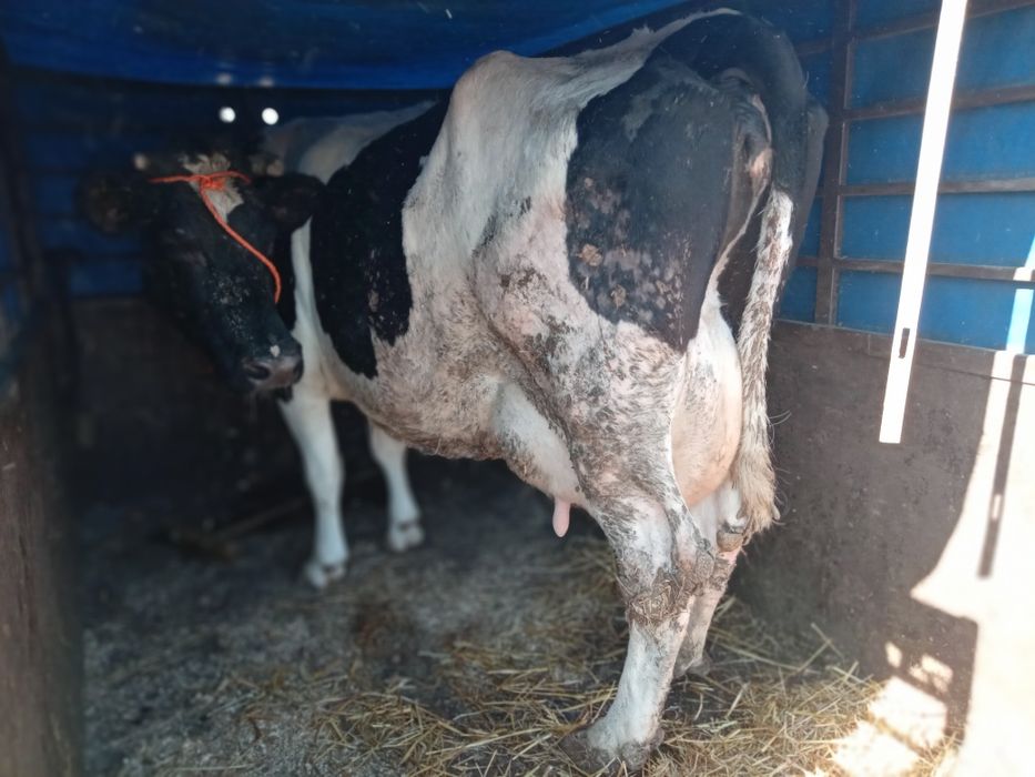 Продам добру корову