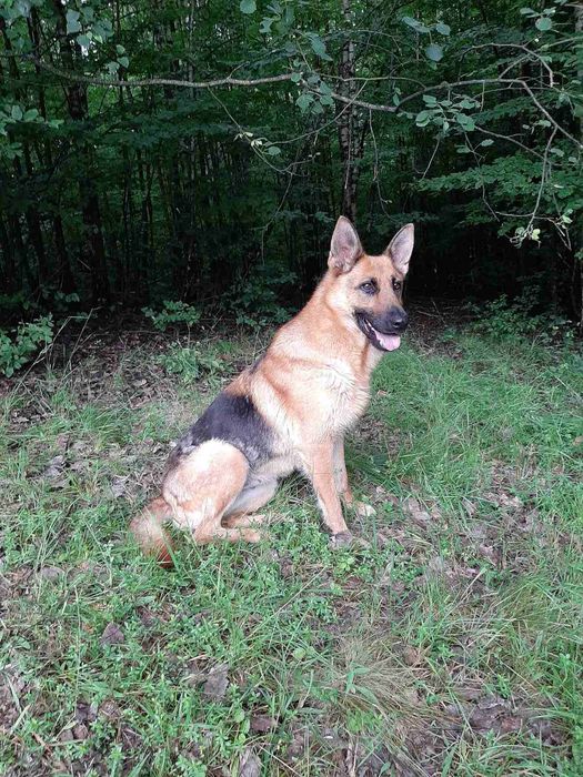 віддам даром нім вівчарку