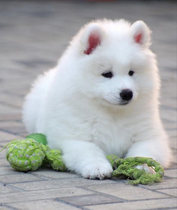 Samoyed  już do odbioru