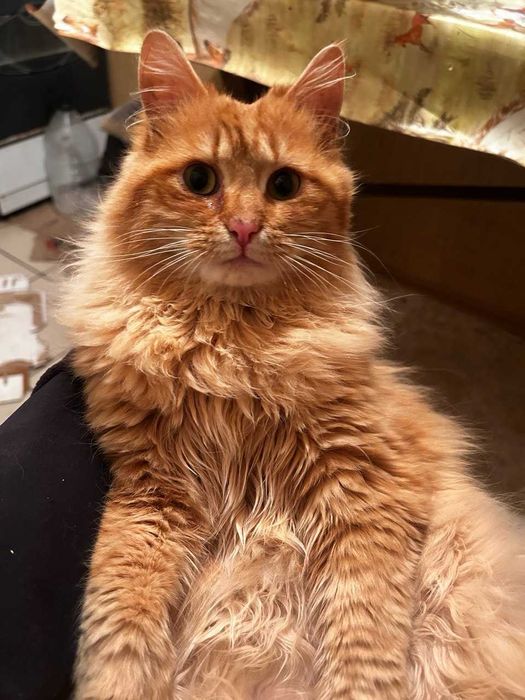 Ищу дом для рыжих котиков