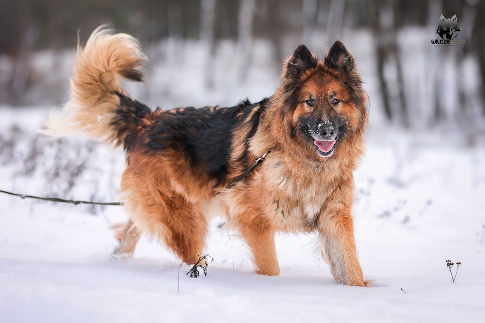 Rocky , około 5 letni owczarek do adopcji z fundacji
