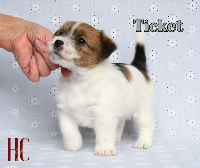 PIESEK TICKET Jack Russell Terrier szorstkowlosy ZKwP FCI