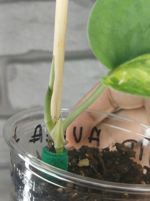 Scindapsus NOID Aurea #3