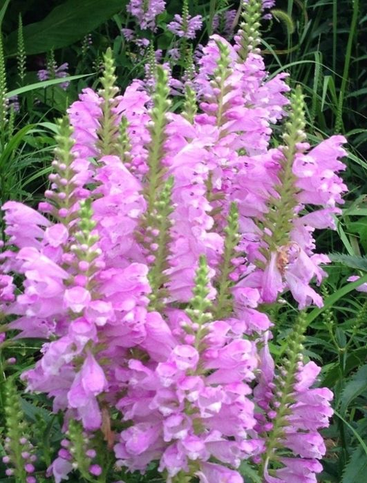 Odetka wirilijska biala i różowa