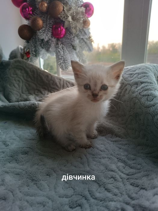 Кошенята шукають люблячу родину