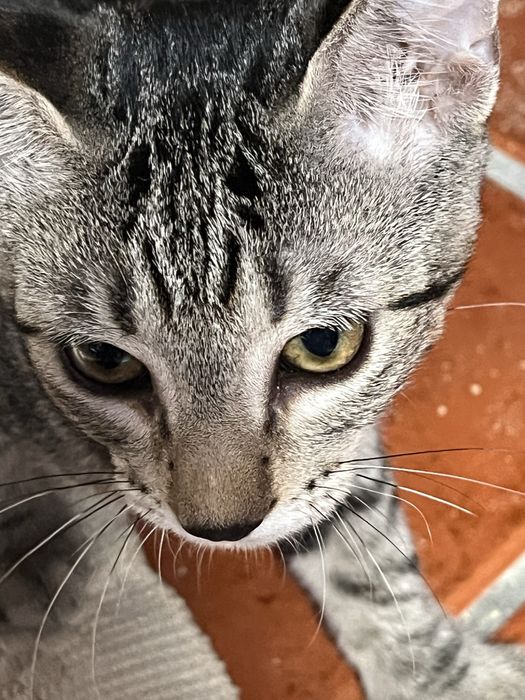 Gatinhos  bebes,
