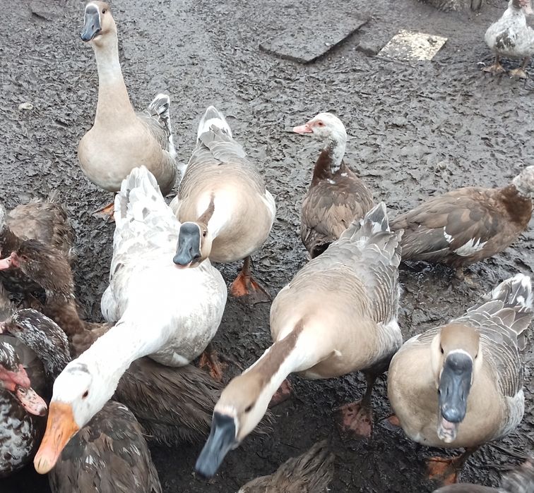 Гусь домашний 6 месяцев.