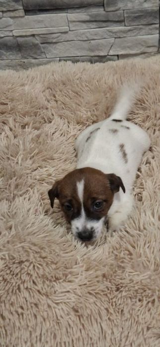 Jack russell terrier szczenię z metryką