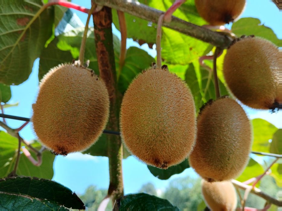 Kiwis verde de qualidade