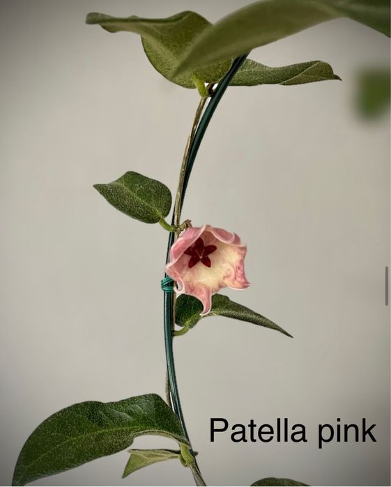 Хойя срезом sabah, benchaii seed 002, patella pink