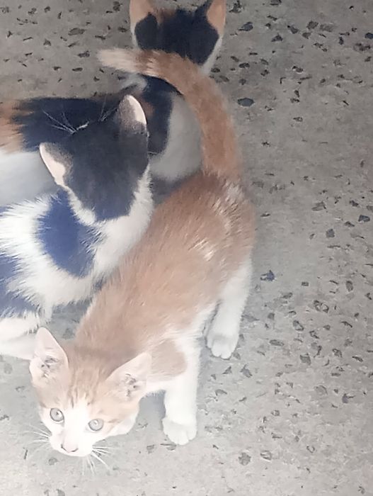 Oddam małe koty  kot i kocica