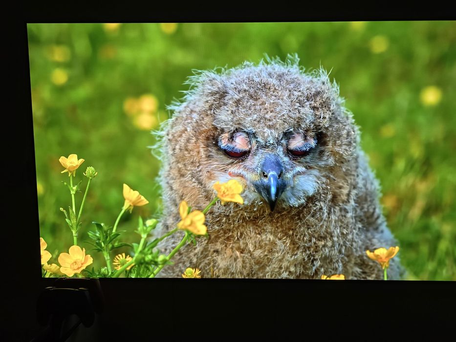 Lg oled C4 65 cali