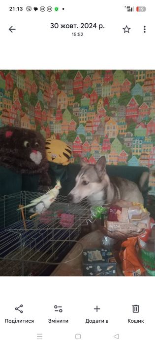 Загубився пес, с.Солонка