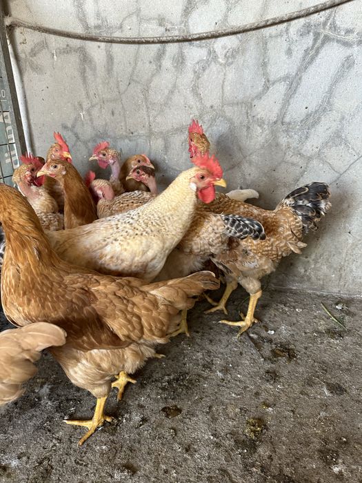 Frangos caseiros
