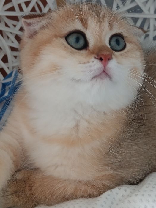 Мультяшні котячі мордочки