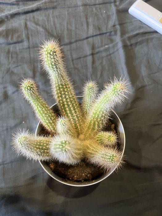 Kaktus  mammillaria elongata