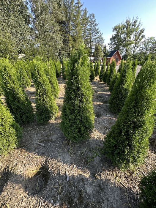 Tuja thuje szmaragd szmaragdy sadzenie transport