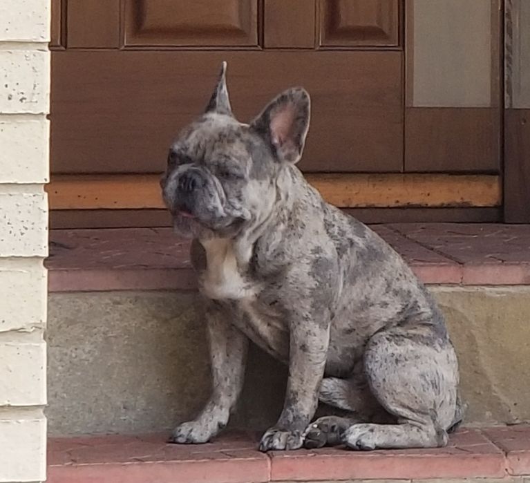 Вязка ,продажа французский бульдог, шпиц,чихуахуа