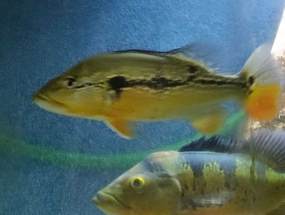 Vendo cardume de  Cichlas
