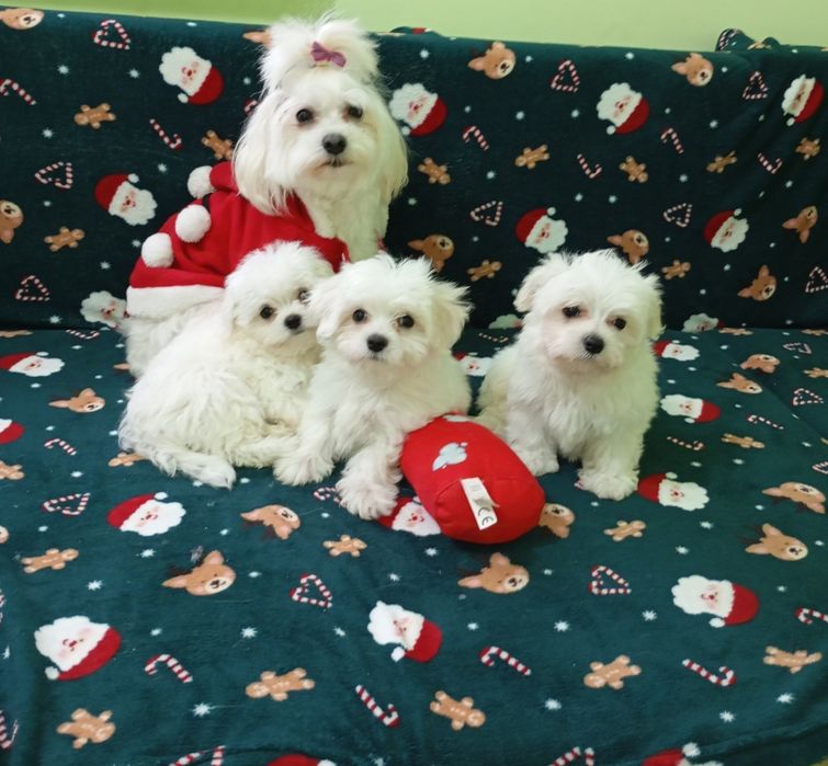 Maltańczyk biała kuleczka