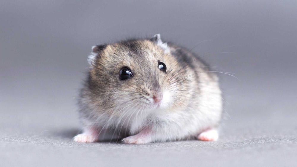 Хомячки, хомячата, хомяки джунгарские, карликовые, джунгарики, хомяк