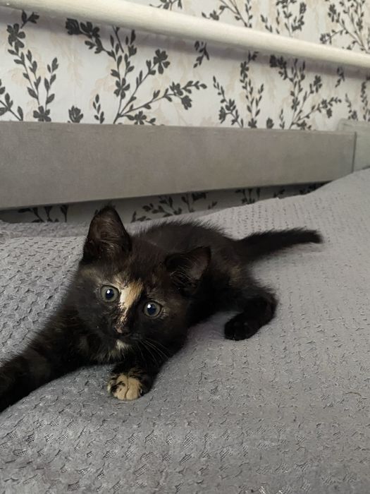 Прилуки віддам котика в добрі руки