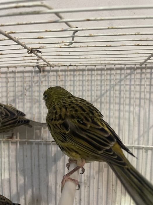 Canarios frisado do norte e Lizard