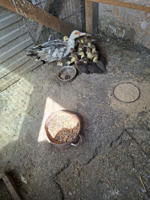 Sprzedam młode kaczki pekinskie
