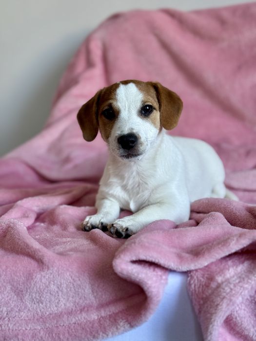 Дівчинка Джек Рассел КСУ /.816