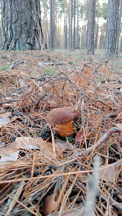 13 соток під забудову