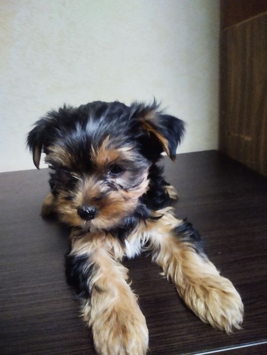 Йоркo дітки недорого