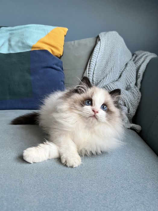 Przesłodki kocurek Ragdoll / rodowód FPL kocięta kocur kotek