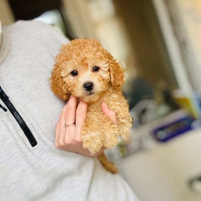 Мальчик мальтипу — корейская линия, идеальный малыш для души!