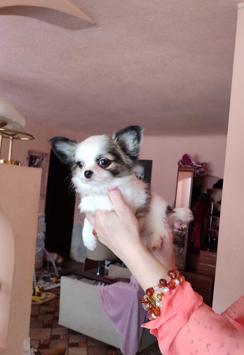 МИНИ пушистик Чихуахуа, в Киеве. 2.5 мес.