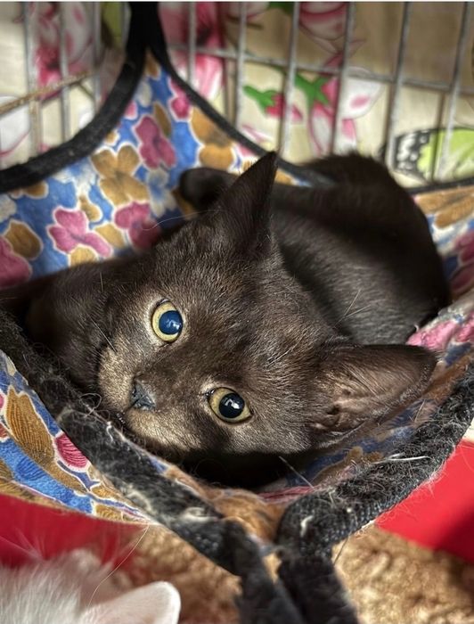 Кошенята, всі хлопчики, в люблячі руки (кіт, котик, котеня)