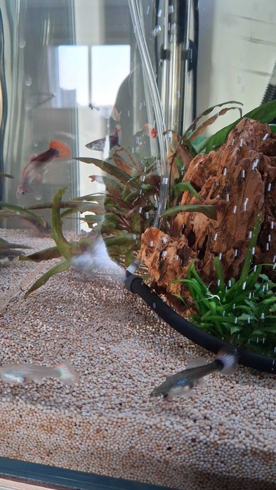 Guppy's Machos e Fêmeas 2/2 para venda