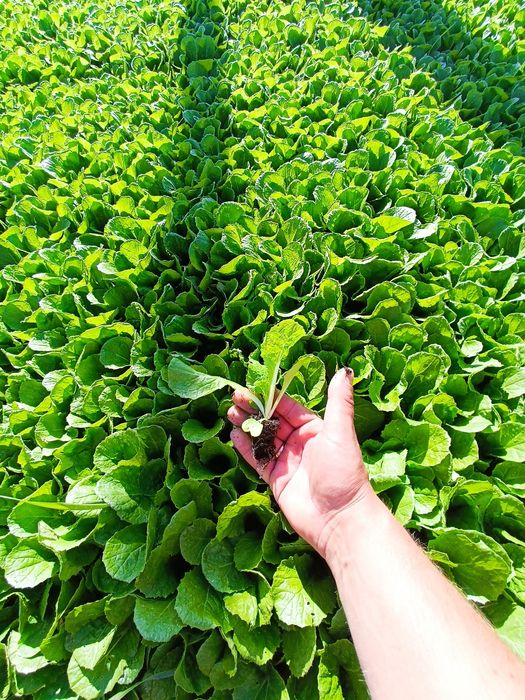 Rozsady warzyw, kapusta