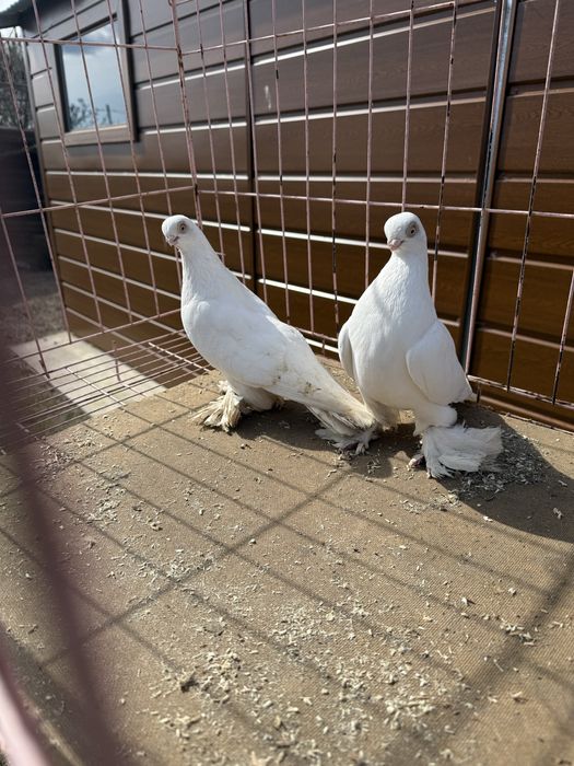 Sprzedam biale tomaszewskie