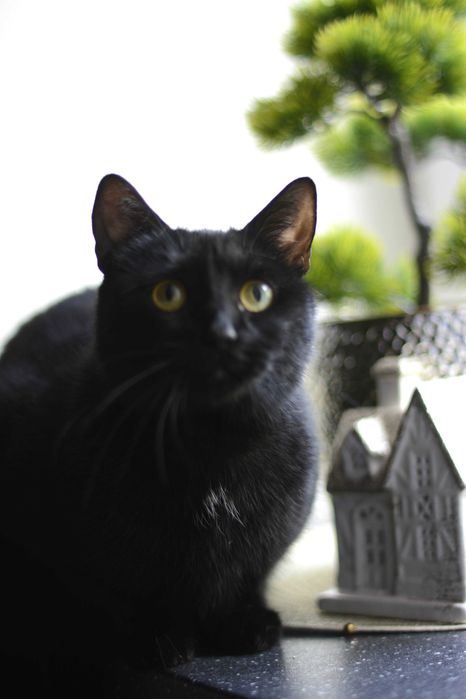 Niezwykła Psotka szuka domu