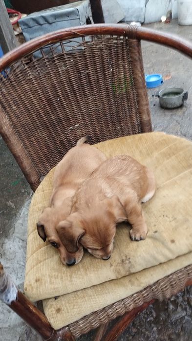 Цуціки такси.В добрі руки.