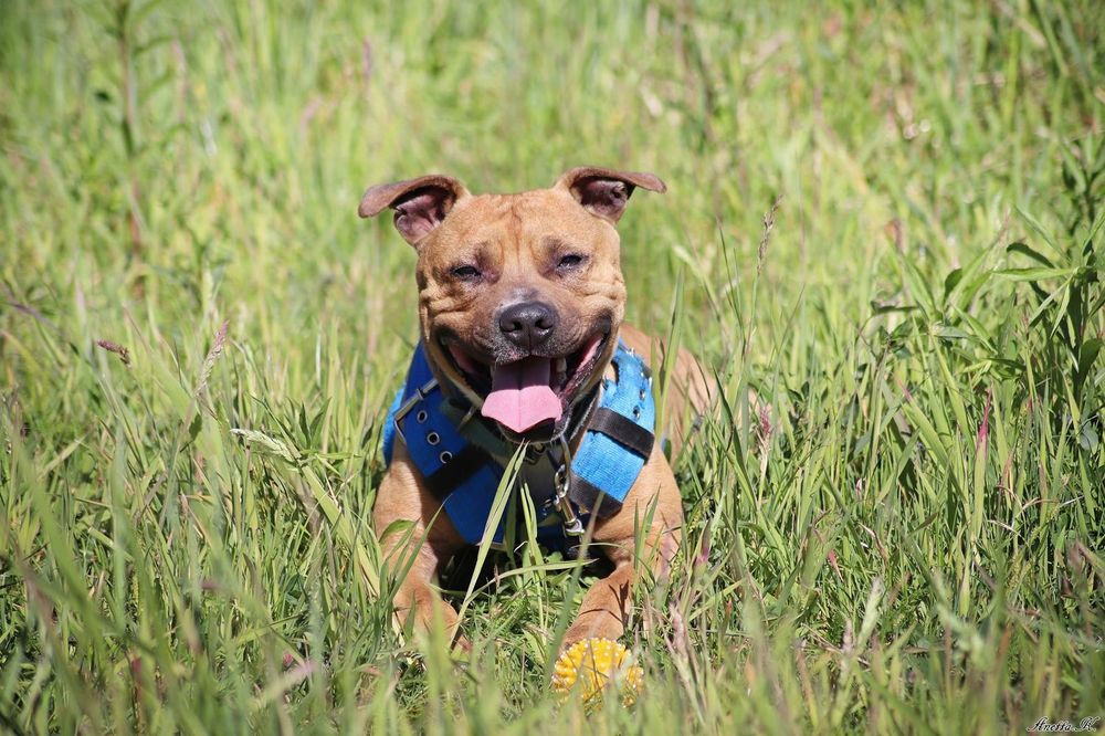 Kochany Pittbul Roki szuka domu na zawsze
