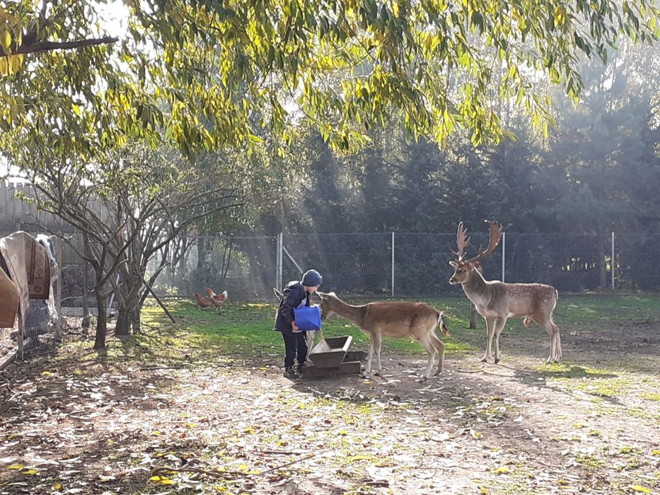 Daniel łanie ubiegłoroczne .