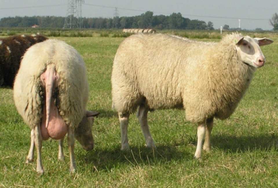 Закарпатські прості баранчики, вівці, ягнята продам до року